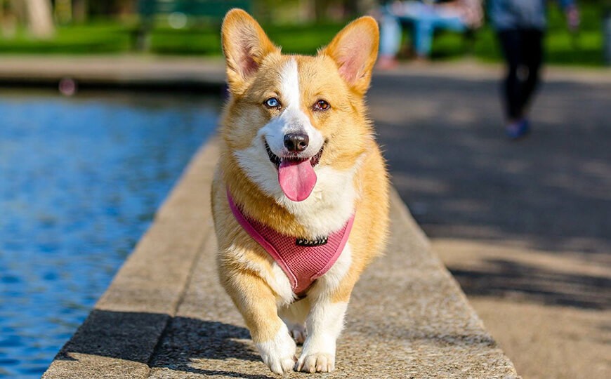 Entretien des yeux du chien