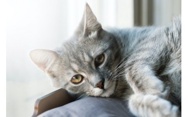 Dépression Chat : Comment remonter le moral d’un chat déprimé ?